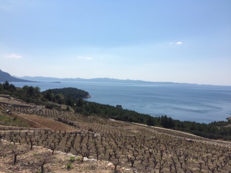 Vineyards everywhere